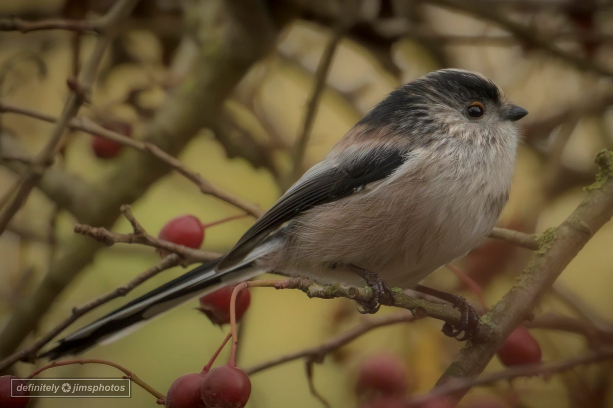 a cream and blue bird with a long tail