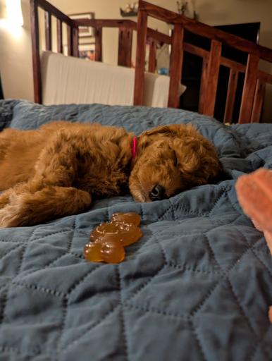 A fluffy, caramel-colored puppy with a red collar is peacefully sleeping on a dark blue quilted bedspread. In the foreground, a chewy bone is resting on the blanket near the puppy’s nose, creating a playful, almost cinematic composition. A wooden headboard and cozy room details fill the background.