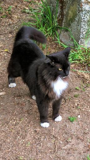 An agitated-looking black cat with white neck tuft and mittens, standing on a trail near some grass. It was a very meowy kitty.