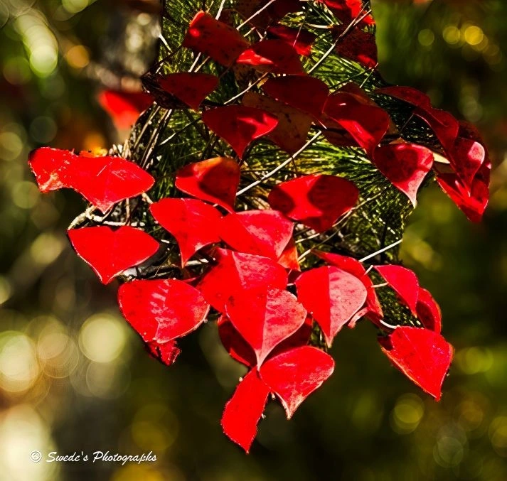 "A cluster of radiant red leaves, heart-shaped and glossy, clings to a vine that weaves through green pine needles like a whispered entanglement of seasons. The leaves shimmer with sunlight, their surfaces catching the glow like stained glass lit from behind. Each vein and curve is etched in crimson, a quiet blaze against the deep green needles that frame them. The background dissolves into a soft blur of golden bokeh—circles of light that float like memory, giving the scene a dreamlike warmth. It feels like autumn paused mid-breath, holding its fire just long enough to be seen. The composition is intimate yet expansive, a moment of quiet brilliance tucked into the forest’s edge. In the bottom left corner, the image bears the signature “© Swede’s Photographs,” a gentle mark of authorship on this seasonal offering." - Microsoft Copilot