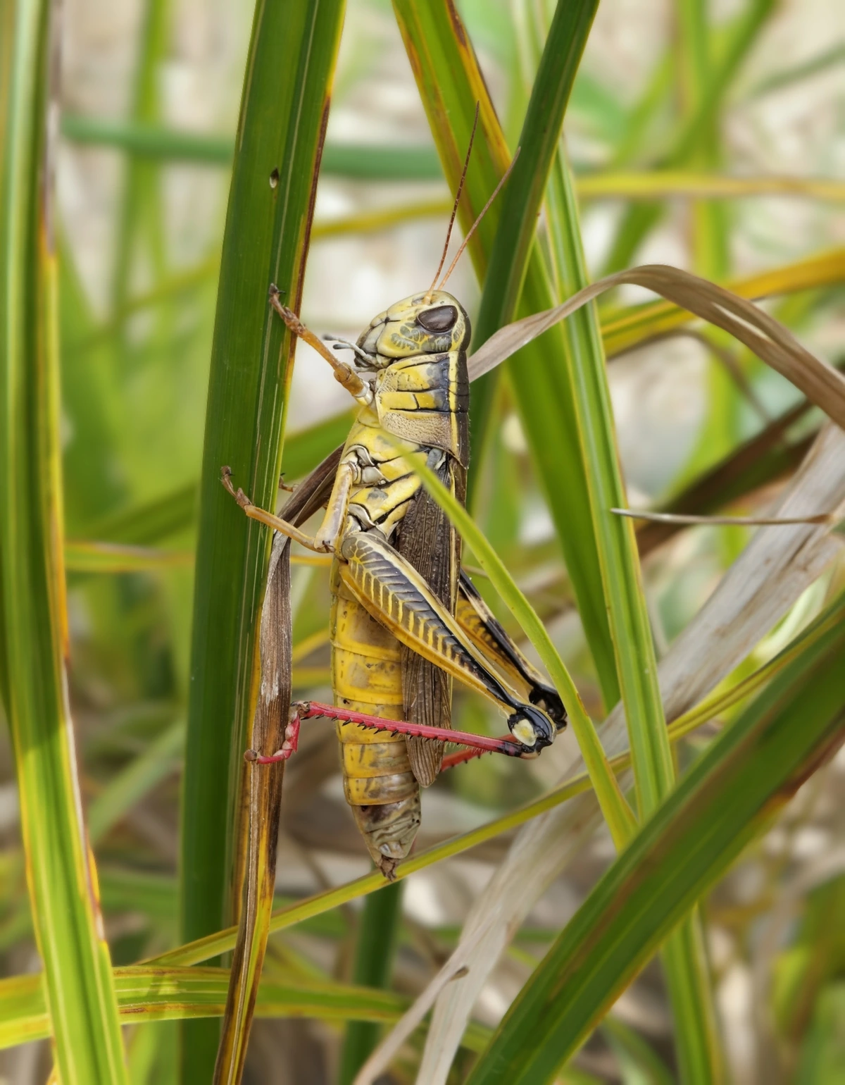 Two-striped Grasshopper