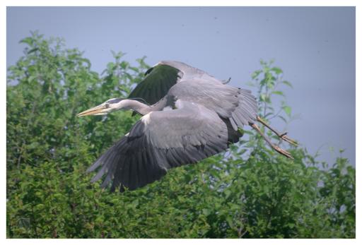 A Grey heron in flight