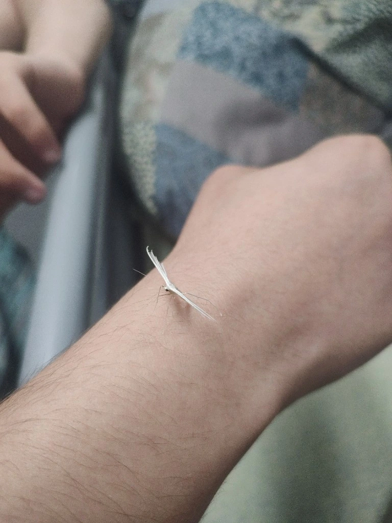 What is this insect?
