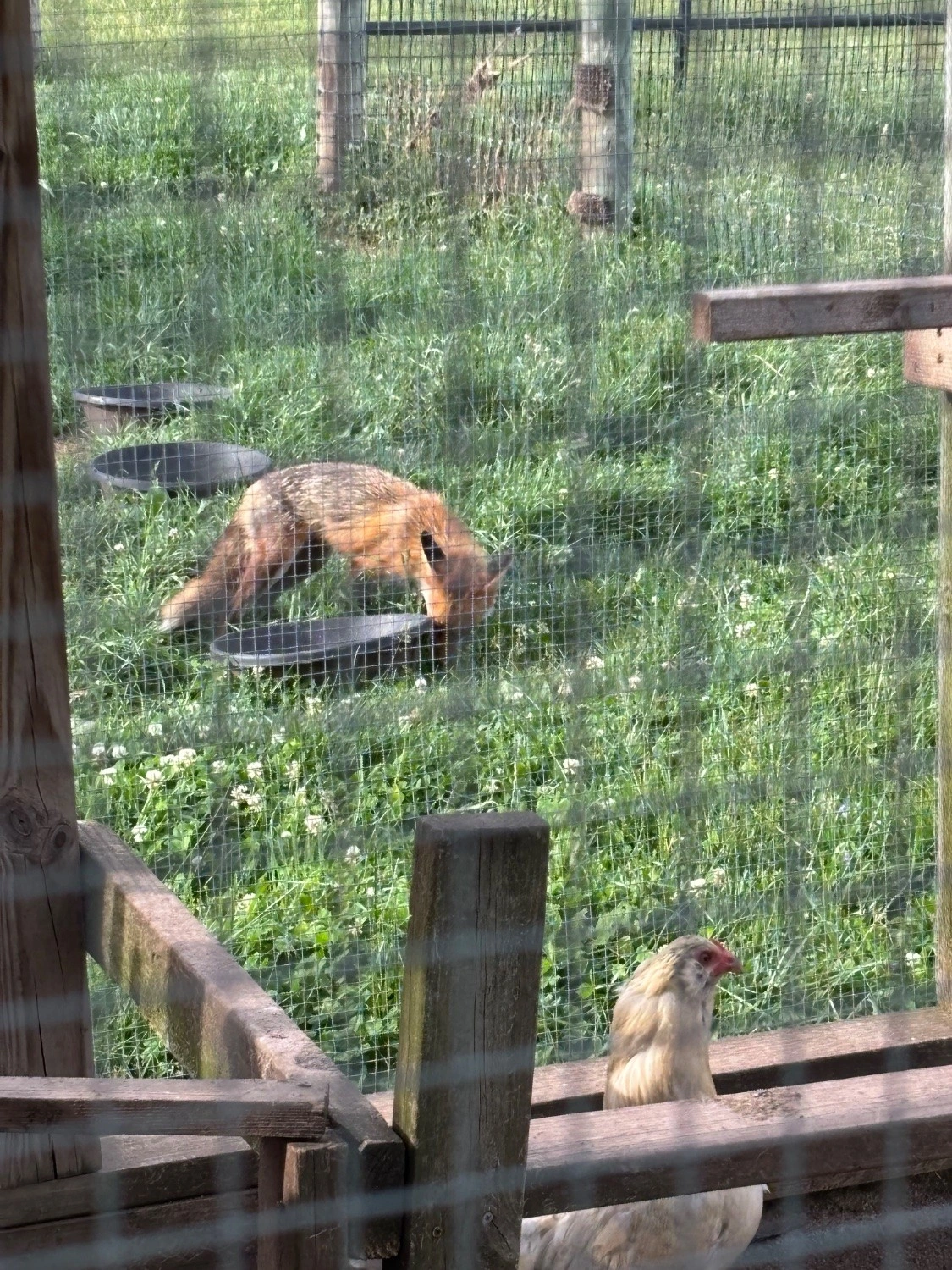 I heard a ruckus down at tha chicken run