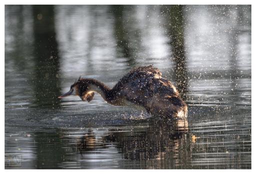 a grebe in action, about to dive into a lake that is lit by the late evening sun