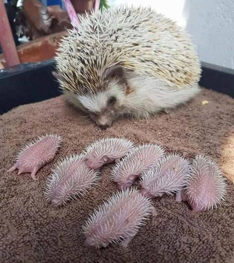 Photo d’un hérisson avec ses sept bébés, tout roses et couverts d’épines molles.