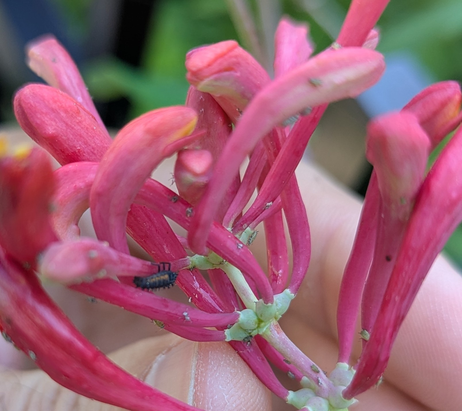 larva 
