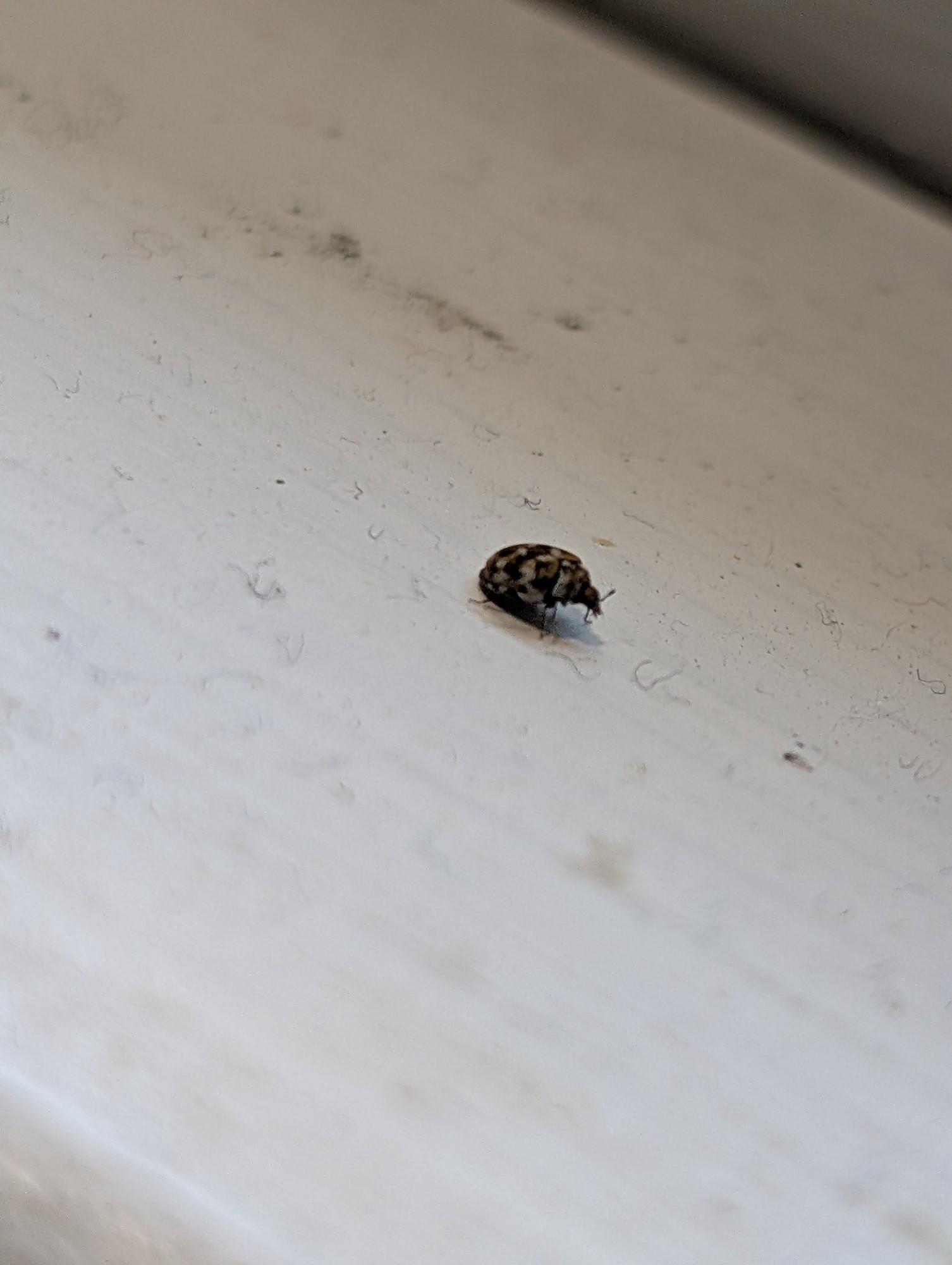 What's this tiny fellow?