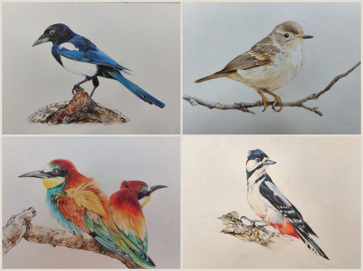 Collage of four coloured pencil drawings of birds. Top left is a white, black and blue magpie, top right is a common chiffchaff, bottom left are two colorful bee-eaters, bottom right is a woodpecker. All are drawn in a realistic style