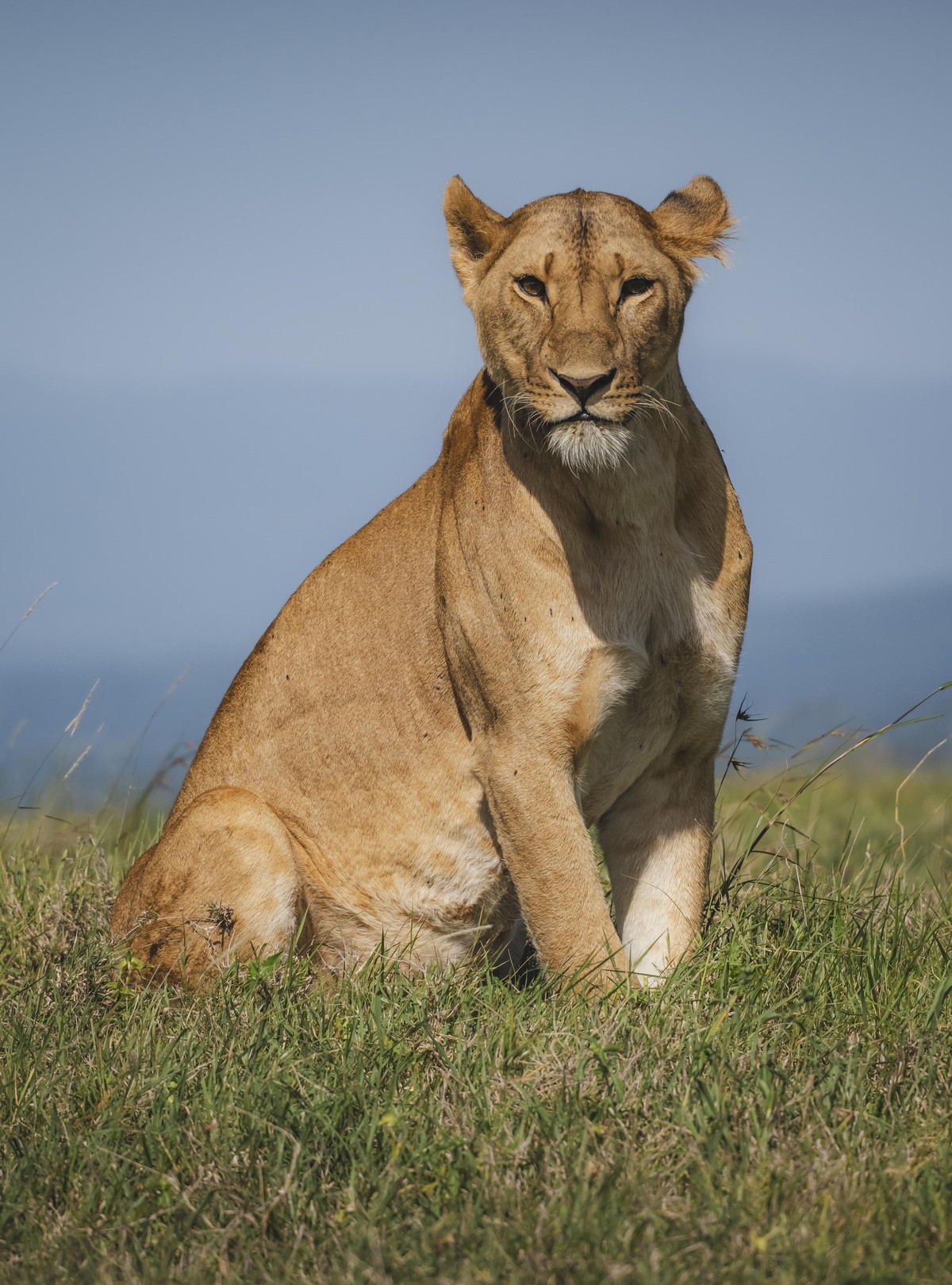 Lioness 