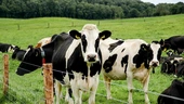 Reduced methane cattle burps among €37.5m Agri projects