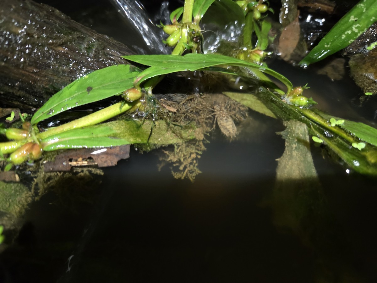 Have some tadpoles, fish, and mosquito larvae in there. I guess we'll see how it goes.
