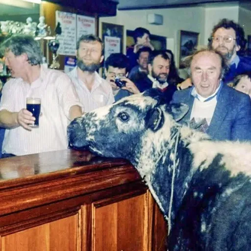 A cow in a bar.