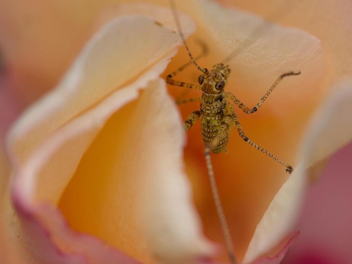 a young cricket on a flower