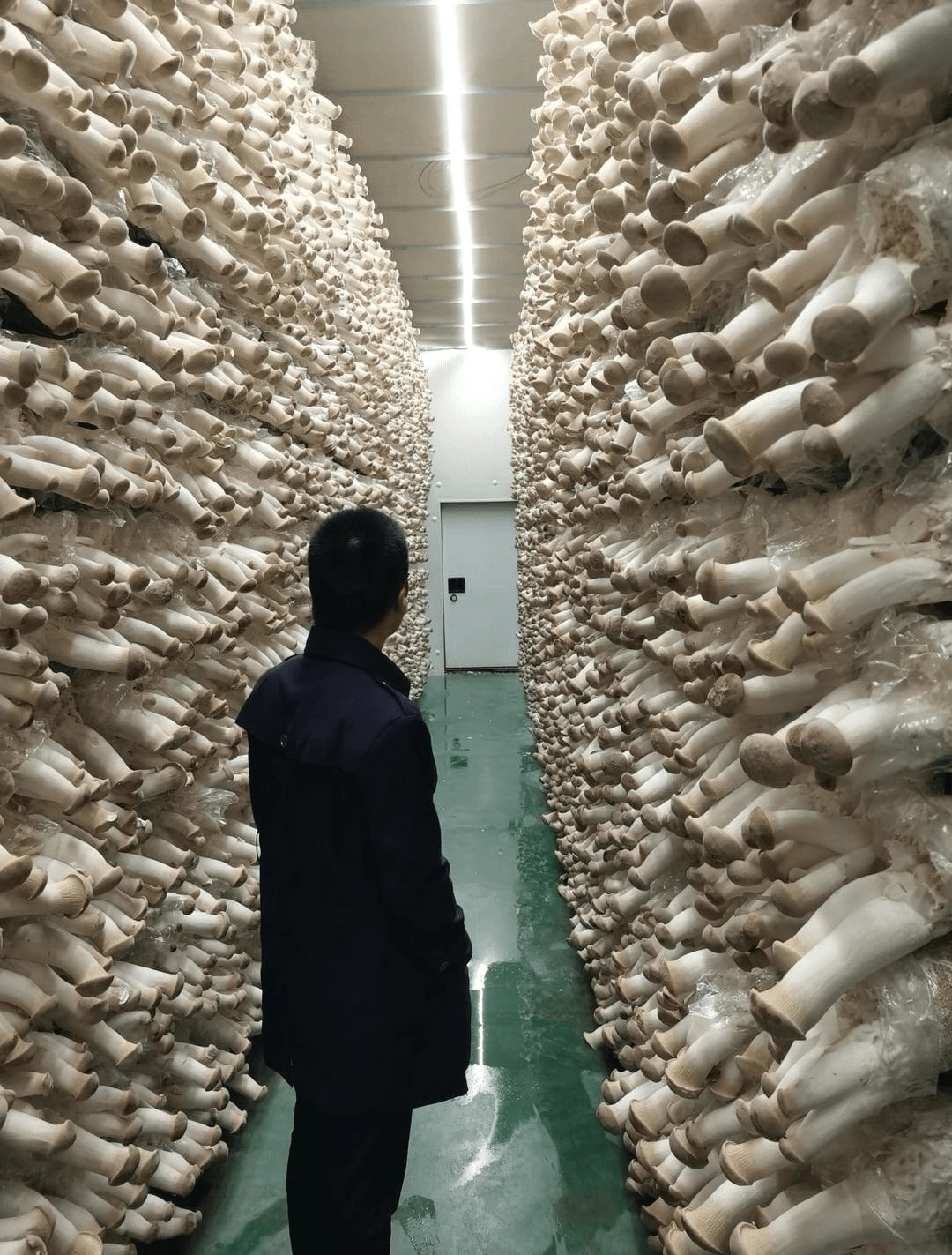 indoor mushroom farming