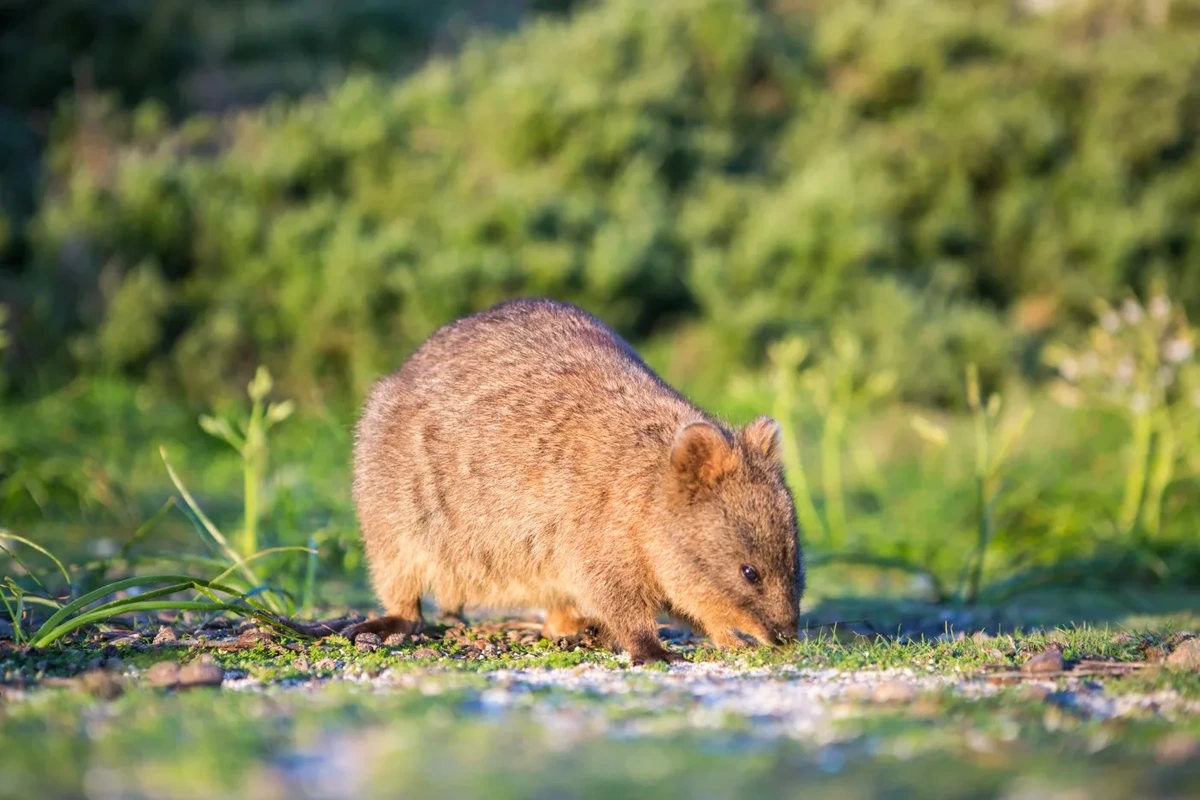 Quokka
