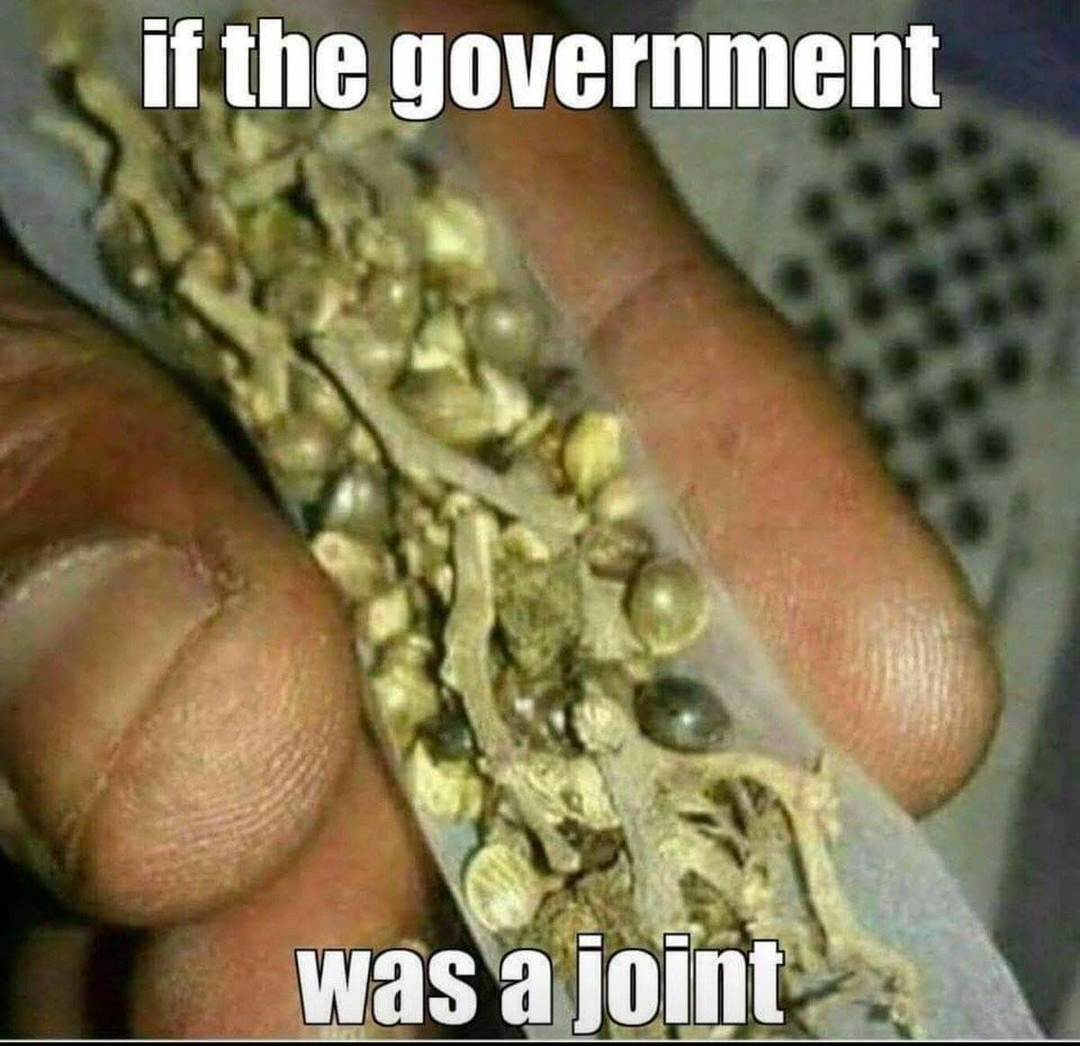 "If the government was a joint". papers filled with nothing but seeds and stems.