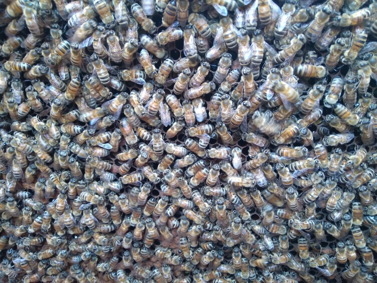 lots of bees on a honeycomb
