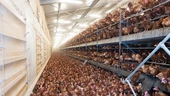 The Cruelty That Dwarfs Everything Else