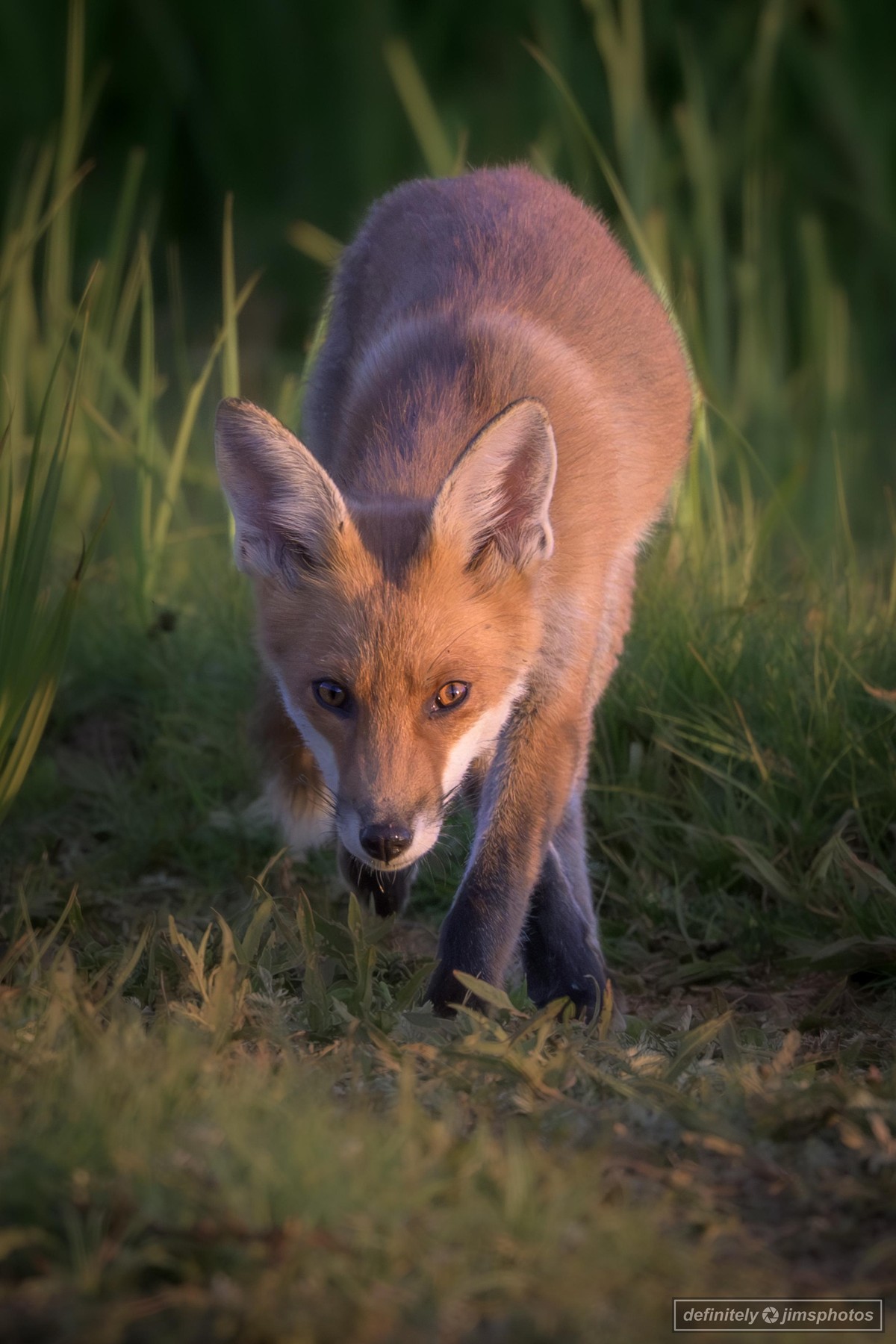 a young fox walking towards the camera