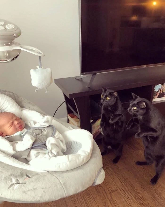 Cats