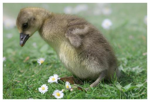 a photo of a young gosling