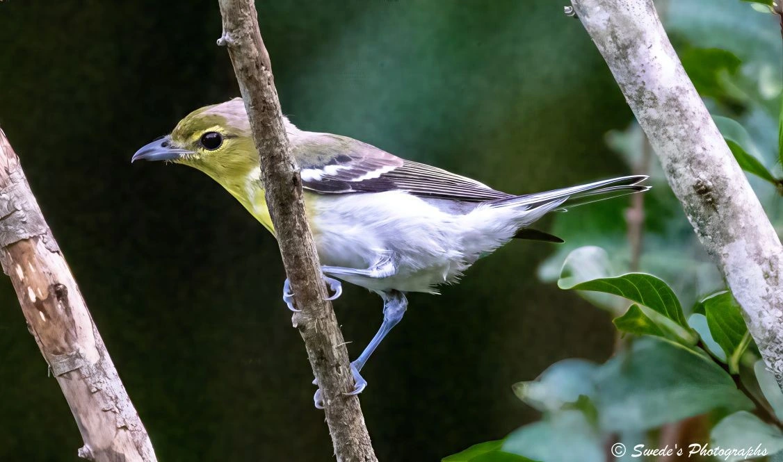 "A small bird which is a yellow-throated vireo, perches gracefully on a slender, upright tree branch, its posture alert yet serene. The bird’s head and throat shimmer with a golden-yellow hue, glowing like morning sunlight filtered through spring leaves. This vibrant color contrasts with its clean white belly, which curves softly beneath its compact frame. Its wings are a tapestry of dark olive and charcoal, streaked with delicate white bars that resemble brushstrokes on a canvas.

The bird’s beak is short, sharp, and slightly hooked—perfect for plucking insects mid-flight. Its bluish-gray legs and feet grip the bark with quiet strength, anchoring it in place as it surveys the green blur of forest behind. The background is softly out of focus, a wash of verdant foliage that frames the vireo like a jewel in a natural crown. Every feather is crisply defined, capturing the texture and layering that give the bird its subtle elegance.

The atmosphere is hushed, as if the forest paused to admire this moment. The image feels like a still breath in the wild—an intimate glimpse into the quiet dignity of a woodland sentinel." - Microsoft Copilot