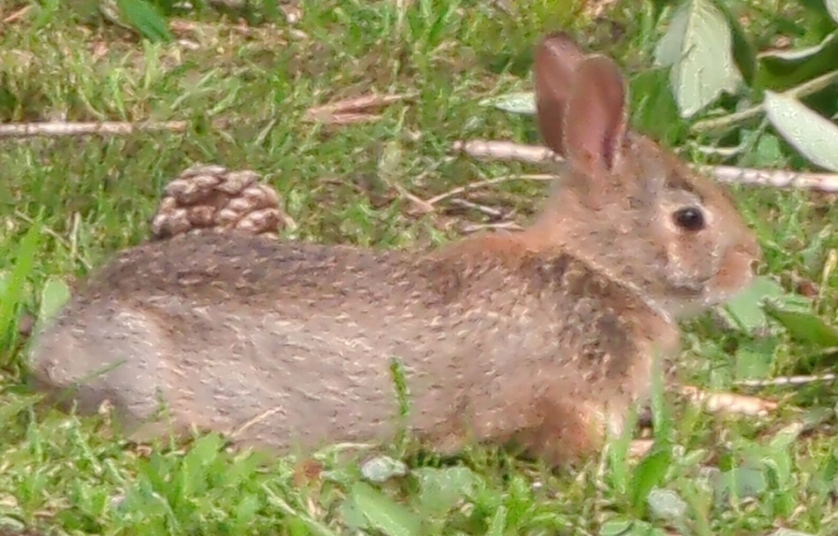 bun doing a stretch