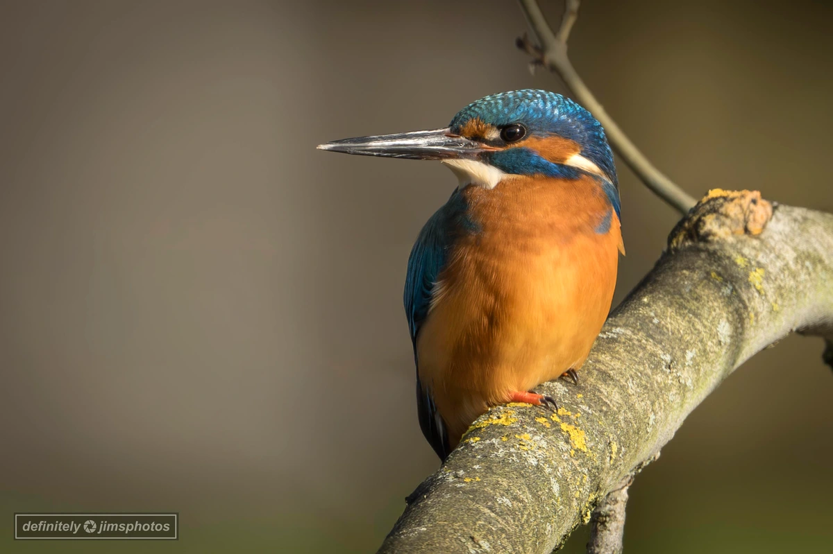 A male kingfisher dazzles with electric blue plumage, a rich orange chest, and a dagger-like bill poised for precision dives.
