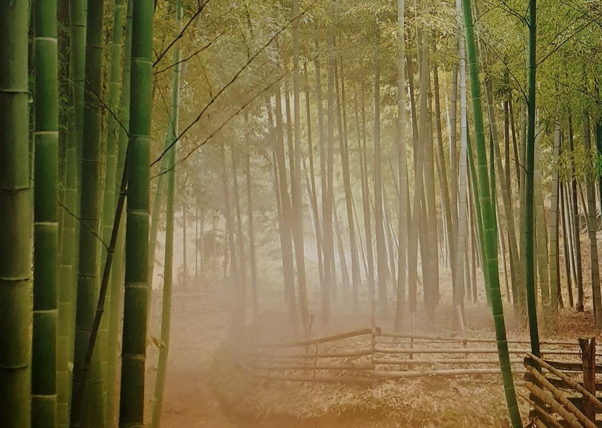 Paysage brumeux de forêt de bambous au Japon, avec une teinte dominante gris-jaune dans l'atmosphère, et des bambous verts au loin, et proches sur la gauche de la photo. Image tirée d'une carte postale achetée sur place en 1992.