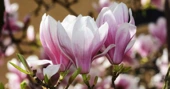Magnolias Are So Old That They’re Pollinated by Beetles