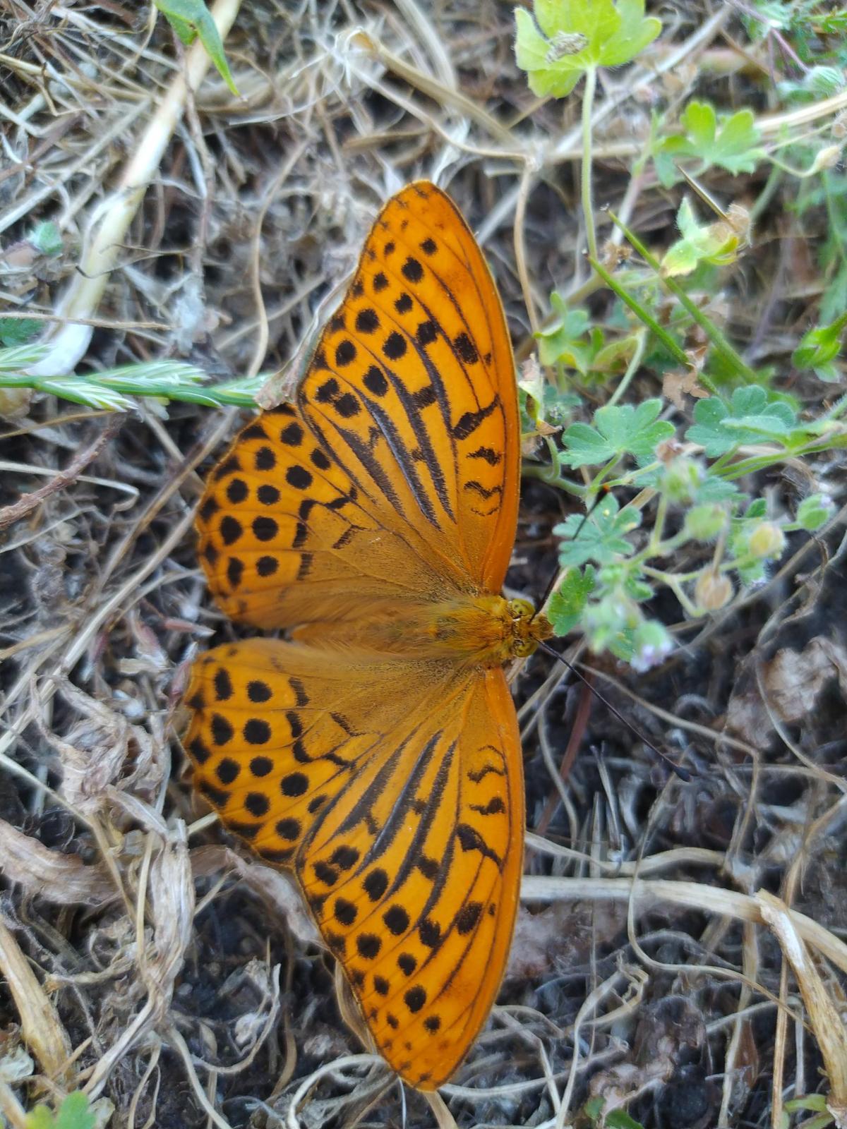 Orange and black Argynnis butterfly on the ground with its wings spread out, photographed from above.