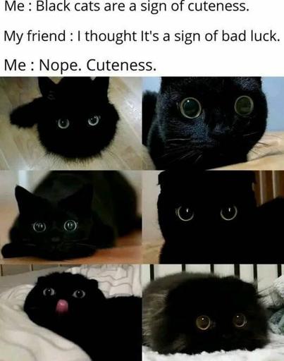 Black Cats