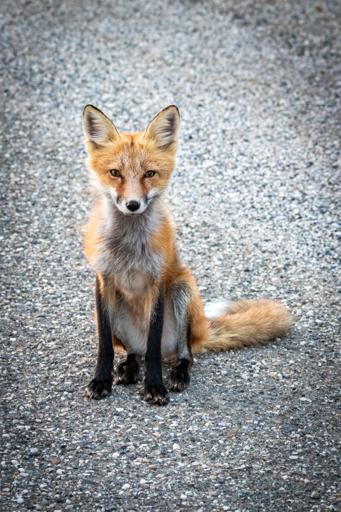 [OC] Fox in YT, Canada