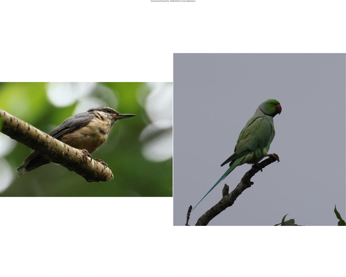 These Should Not Be in the Same Woodland!