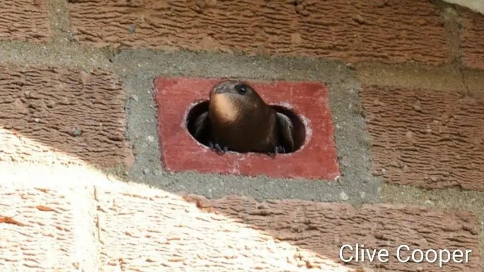 A swift bird with it's head sticking out of a swift brick installed in a wall