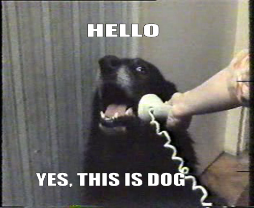 Hello this is dog