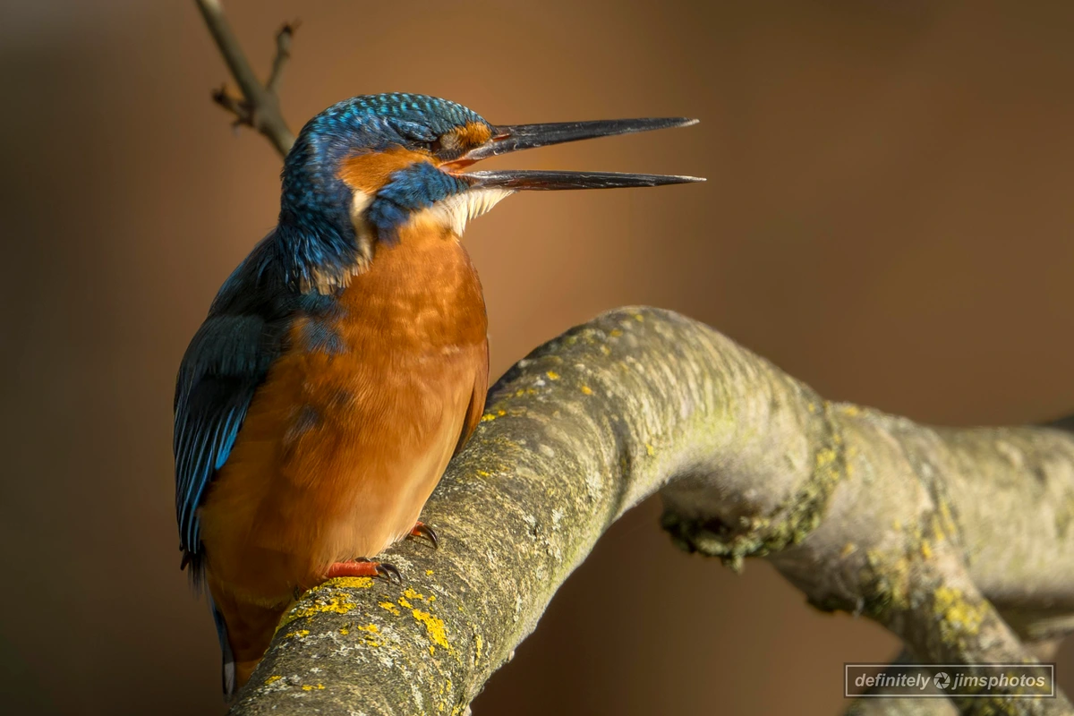 A male kingfisher dazzles with electric blue plumage, a rich orange chest, and a dagger-like bill poised for precision dives.