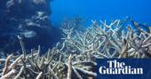 ‘It was our hope spot’: scientists heartbroken as pristine coral gardens hit by Western Australia’s worst bleaching event