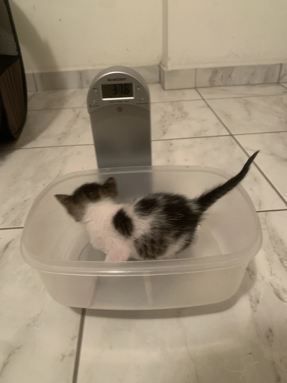 Trap and release for stray cat population in corfu