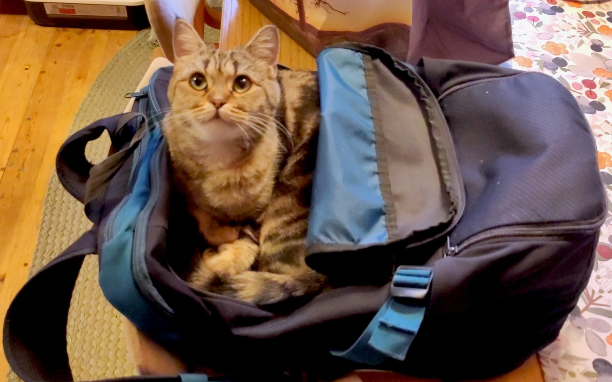 What do you mean you need the backpack to do the groceries?
