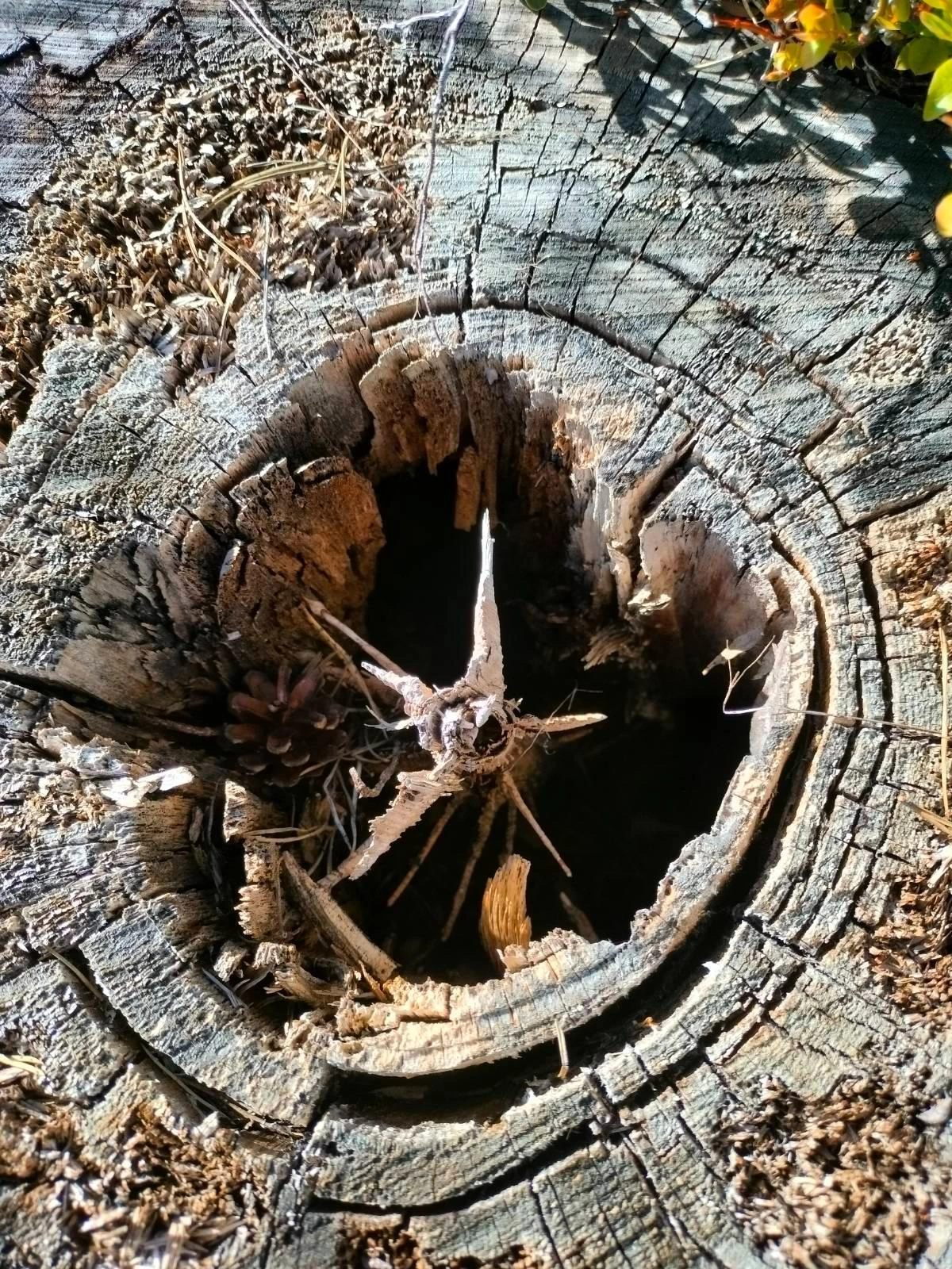 Photo of a hollowed out tree trunk with a star patterned leftover inside the hole.