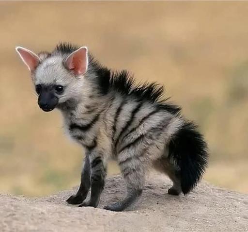 Si vous avez des problèmes de termites, voici le professionnel qu'il vous faut.