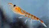 Stinky penguin poop strikes fear into the hearts of Antarctic krill