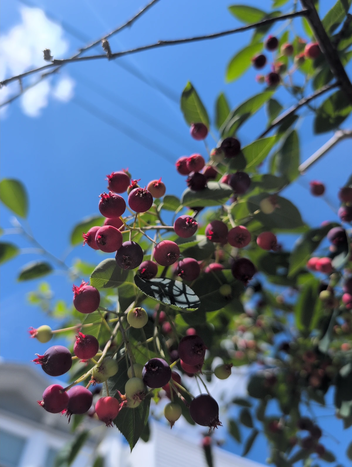 Juneberry fruits in different shades of red hanging from the tips of the branches