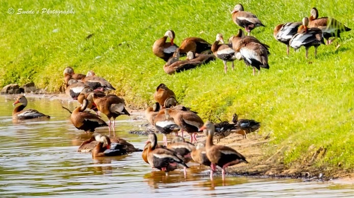 "A lively congregation of black-bellied whistling ducks gathers along the grassy bank of a tranquil lake. Some stand on the shore, tall and upright, their long necks stretched like sentinels surveying the water. Others float nearby, drifting gently in the shallows. Their plumage is striking—warm chestnut brown bodies, bold black bellies, and crisp white wing patches that flash in the morning light. Their coral-pink bills and legs add a splash of unexpected color, like ceremonial accents in a field report.

The grass is lush and green, framing the ducks in a soft cradle of earth. The water behind them ripples faintly, reflecting sky and motion, while the ducks move with a mix of ease and alertness—some foraging, some resting, some simply watching.

The scene feels communal and serene, a moment of shared presence at the threshold between land and water. The ducks are not just wildlife—they are kinship emissaries, gathered in quiet ceremony." - Microsoft Copilot