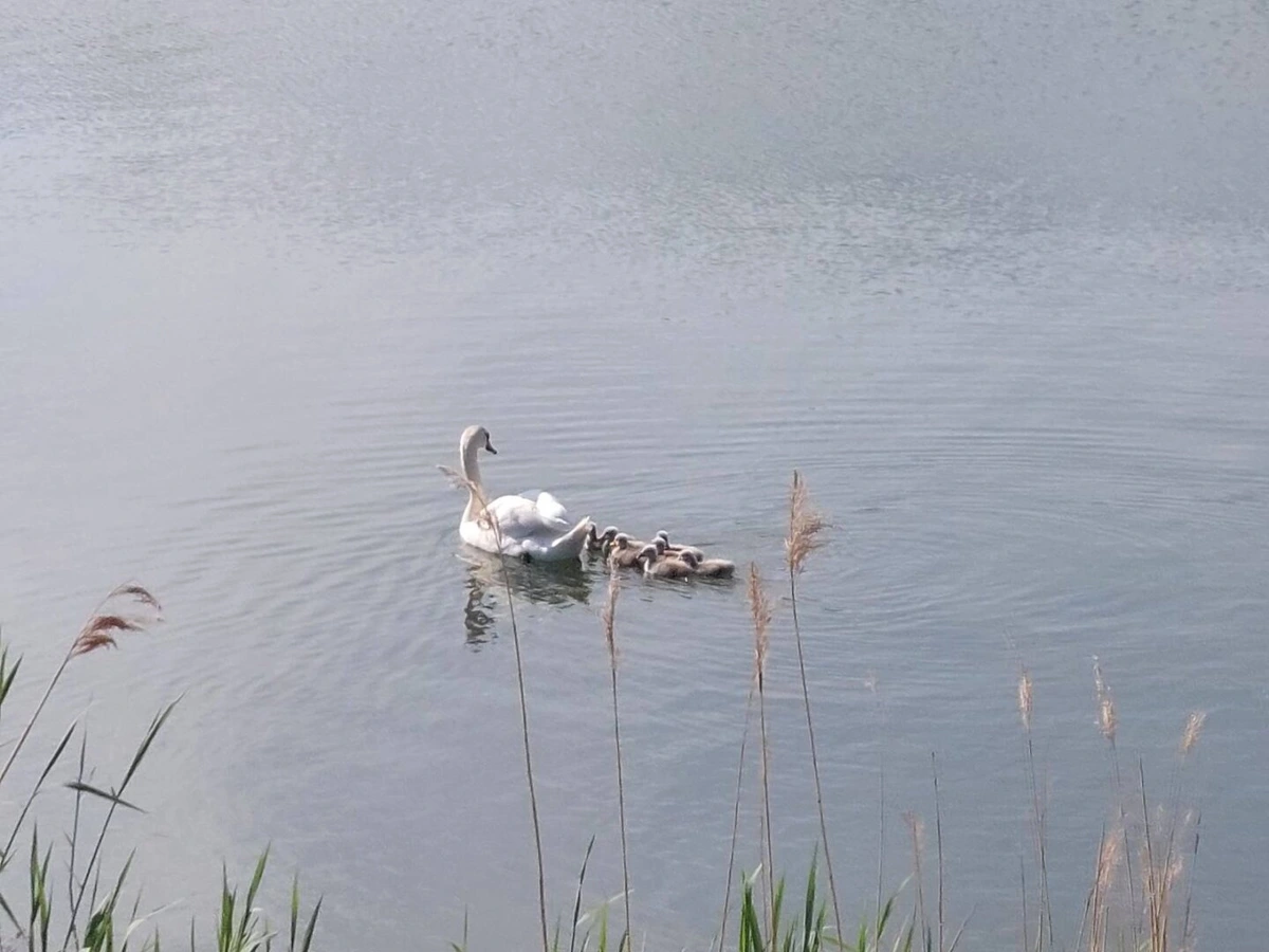 Photo of a swan being trailed by its young.