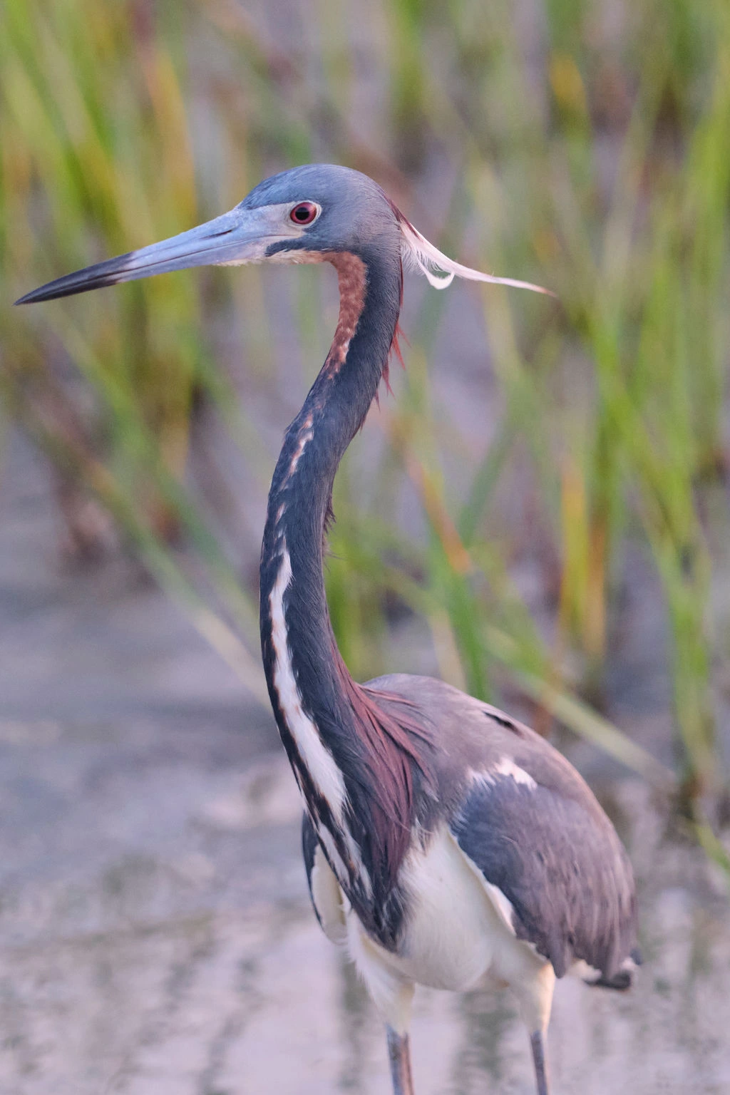 Tricolored Heron