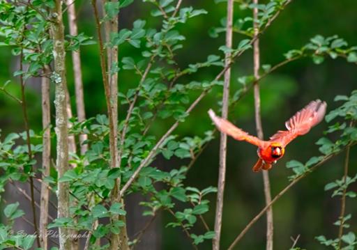 "This image captures the stunning sight of a northern cardinal in mid-flight, soaring from a stand of trees. The bird's brilliant red plumage contrasts sharply against the earthy tones of the forest, drawing immediate attention to its graceful movement. Its wings are spread wide, displaying intricate feather details as it navigates through the air. The background consists of blurred trees and foliage, enhancing the sense of motion. The composition highlights both the beauty and dynamism of the cardinal, a species known for its vivid color and symbolic significance." - Copilot