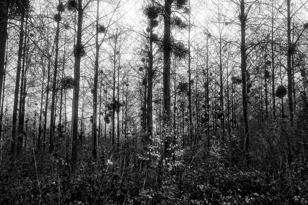 Daylight monochrome photography.
Deep in the forest on a overcast November day, sparse leaves and shy fog.